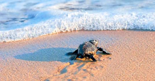 Dalla sabbia all’oceano: le emozionanti immagini della schiusa delle uova di tartarughe giganti