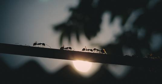 Quante formiche ci sono sulla Terra? Il numero da 17 cifre