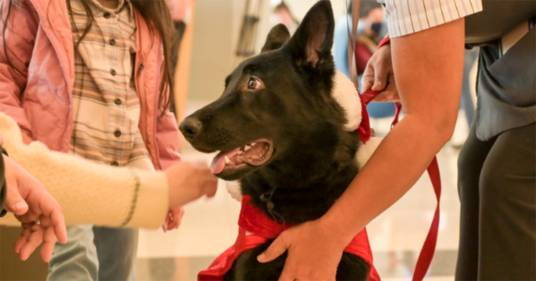 Abbandonato a Natale in aeroporto: la straordinaria storia del cane Polaris