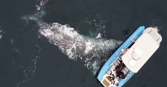 Lo spettacolare video di una balena che partorisce davanti alla barca dei turisti