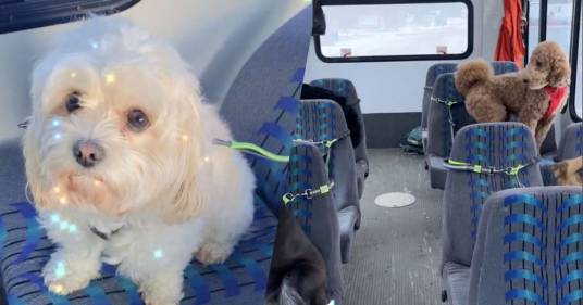 Lo scuolabus va prendere i cani tutte le mattine direttamente a casa: i video diventano virali