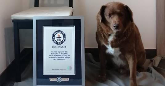 Guinness World Record per Bobi che ha 30 anni: veterinario spiega come “allungare” la vita ai cani