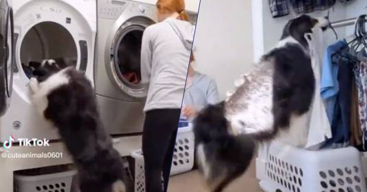 Il cane la aiuta a fare il bucato: il video diventa virale