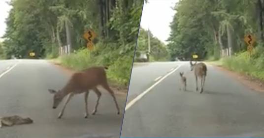 Mamma cerva aiuta il suo piccolo ad attraversare la strada: un video che vi scioglierà il cuore