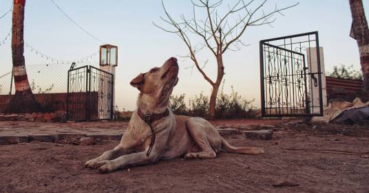 In Emilia-Romagna nasce il canile temporaneo per tenere vicine le persone sfollate ai propri animali