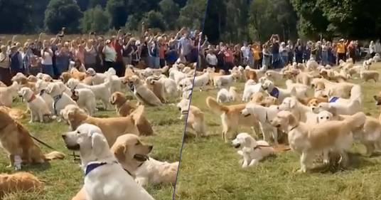 Guarda il video del raduno di centinaia di golden retriever: un sogno per gli amanti dei cani