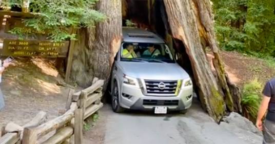 Turisti restano incastrati con il suv dentro ad una sequoia millenaria