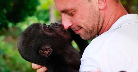 Guardiano dello zoo salva la vita al cucciolo di gorilla: il loro legame è commovente