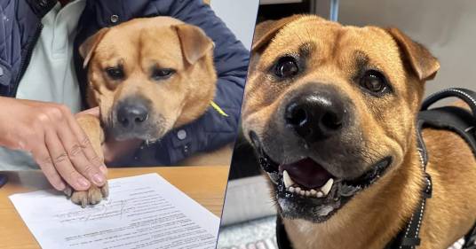 Azienda adotta un cane, nel contratto “Coccole e amore a tempo indeterminato”