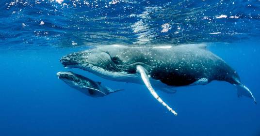 Sterminate a causa della pesca massiva: dopo 56 anni le balenottere azzurre sono tornate nell’Oceano Indiano