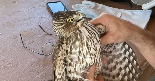 Un falco di Cooper è stato salvato dai vigili del fuoco: da giorni era intrappolato in una lenza da pesca