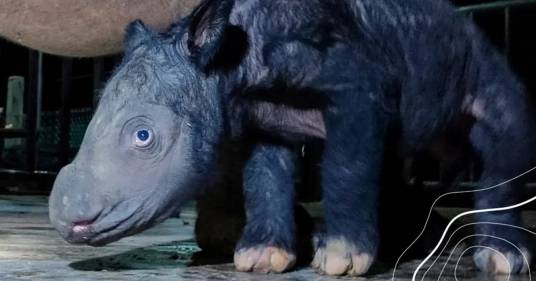 Nato un cucciolo di rinoceronte di Sumatra: speranza per la specie a rischio estinzione