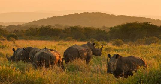 Duemila rinoceronti bianchi cresciuti in allevamento torneranno presto in libertà: l’ambizioso progetto di una ONG