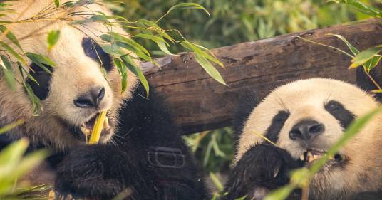 Dopo 4 anni allo zoo di Berlino due panda giganti tornano in Cina