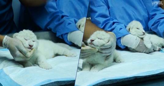 Nati 3 cuccioli di leone bianco allo zoo di Las Delicias: nel mondo sono rimasti meno di 200 esemplari
