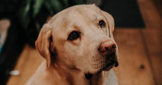 Un uomo viene investito da un’auto: il suo cane resta ferito ma torna a casa e riesce a trovare aiuto