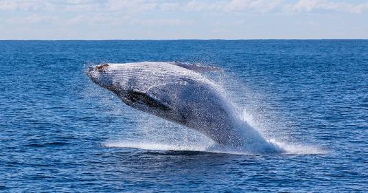 Per la seconda volta nella storia avvistata la balena bianca più rara del mondo: il video dello spettacolare esemplare