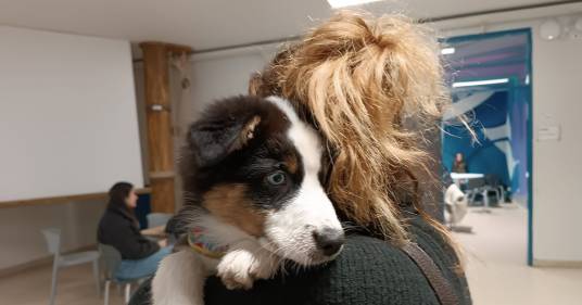 Non sa a chi lasciare il suo cucciolo di cane: la prof lo porta in aula e lui diventa la mascotte degli alunni