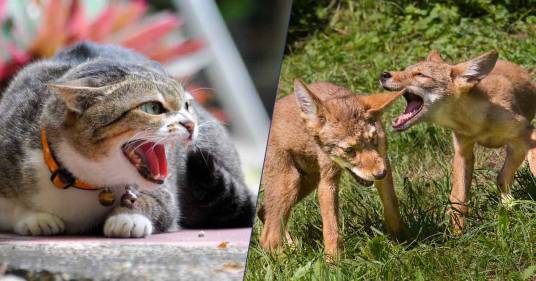 Un gatto ha salvato una cagnolina dall’attacco di due coyote: ecco il video