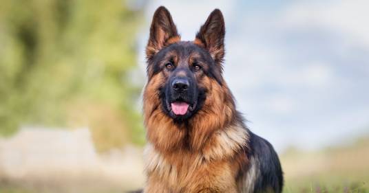 Il pastore tedesco italiano Günther VI  è l’animale più ricco del mondo