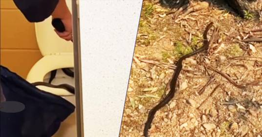 In Australia un serpente velenoso è stato trovato nel water di un bagno pubblico: il video