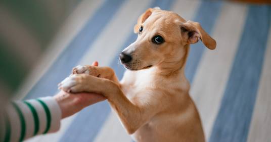 La ricerca conferma: le zampe dei cani sono molto meno sporche delle nostre scarpe