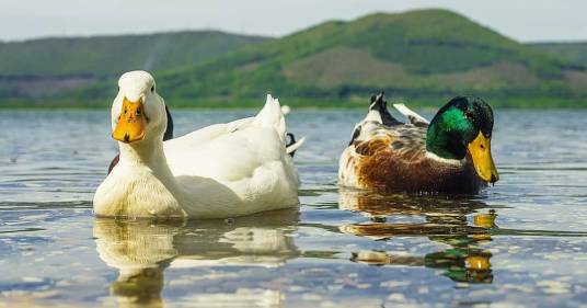 Il Lago di Vico è salvo! Vinta la battaglia contro l’inquinamento e lo sfruttamento idrico