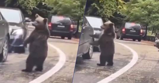 Un uomo batte il cinque a un orso selvatico, il video è puro spettacolo