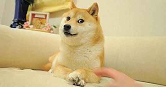 È morto Kabosu, il cane del meme “Doge”