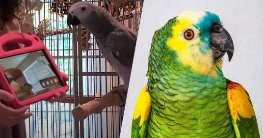 I pappagalli amano le videochiamate: lo dimostra uno studio