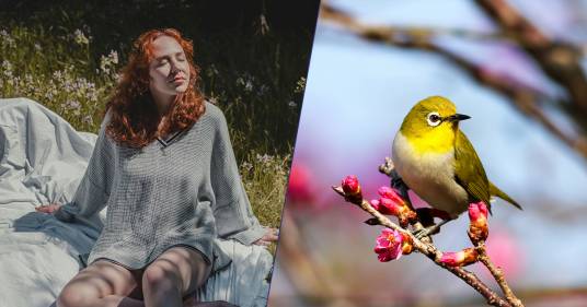 Perché il canto degli uccellini ci fa rilassare? Scopri la spiegazione scientifica