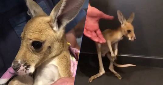 Il toccante video di Bradley, un cucciolo di canguro australiano che impara a saltare