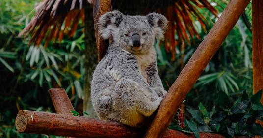 Claude, il furbo koala divenuto un temuto ladro scassinatore: il video