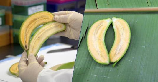 La rivoluzione delle “super banane” in Uganda per salvare migliaia di bambini