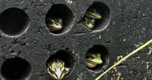 Le mini-saune per proteggere le rane da una malattia mortale: il bellissimo progetto di uno zoo australiano