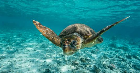 Dopo un mese di cure a causa della plastica ingerita, la tartaruga Ohana torna in mare: il video del rilascio