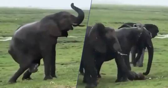 Elefantessa partorisce e il resto del branco la accerchia per proteggere lei e il piccolo: il video è tenerezza pura