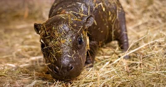 Cercasi bagnino per baby ippopotamo: l’offerta incredibile dello Zoo di Berlino