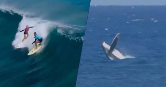 Olimpiadi, spunta una balena nelle finali di surf: l’emozionante video del salto