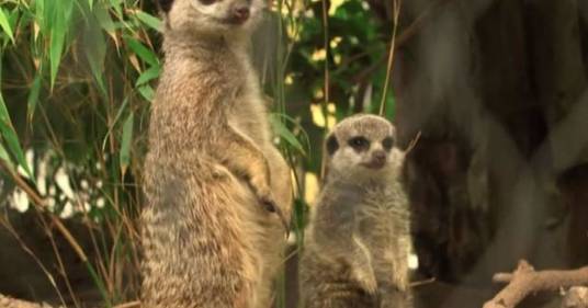 Nello zoo di Vienna i suricati giocano con il loro cucciolo
