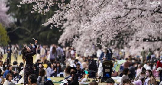 La magia dell’Hanami, la festa dei ciliegi in fiore: le splendide immagini dal Giappone