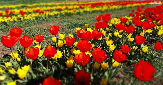 Riapre TuliPark, il giardino olandese più grande d’Italia dove ammirare e raccogliere tulipani