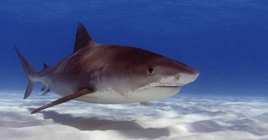 Lo squalo inghiotte la telecamera: le immagini sono da brividi