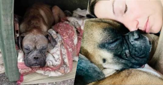 Abbandonata in discarica: la trasformazione di Imai, ora cane per la ricerca di persone scomparse