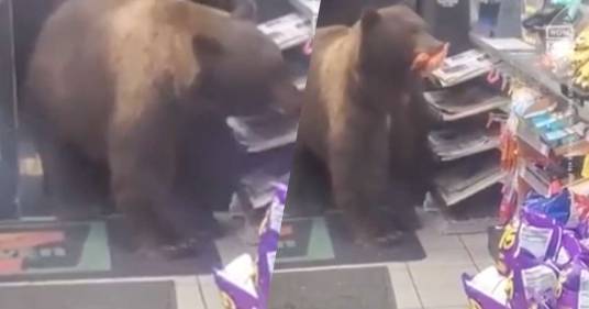 L’orso goloso entra nel minimarket per fare scorta di snack: il video diventa virale