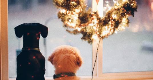 Regalare un cucciolo di cane o gatto per Natale? Ecco perché preferire l’adozione all’acquisto