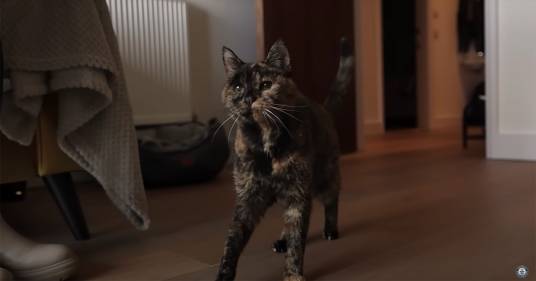 Questa è Flossie, la gatta più anziana del mondo: vi raccontiamo la sua storia