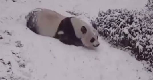 Siete di cattivo umore? Guardate questo panda che si diverte nella neve e vi sentirete meglio