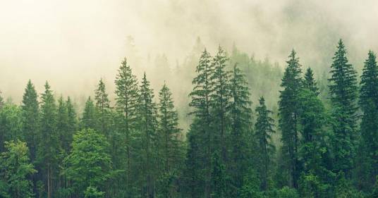 Bisogna investire di più nella protezione delle foreste