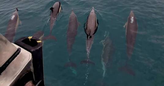 50 delfini nuotano intorno alla barca: “Una scena mai vista prima”, il video